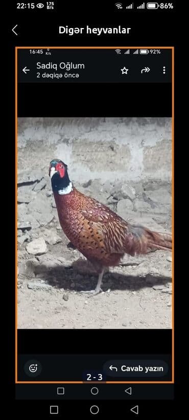 сетка для клетки попугая: Salam qırqovullar satılır .ünvan müşviqabad qəsəbəsi — 2