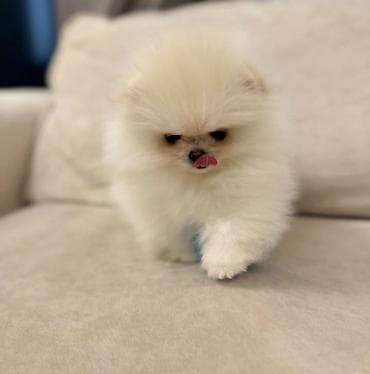 ari satişi: Şpitz, 2 ay, Sənədli — 1