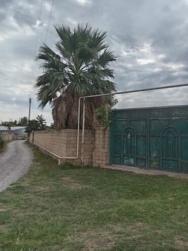 i̇sti pol: Mexikan fan xurması (Washingtonia robusta) – həyət və bağlar üçün iri — 5