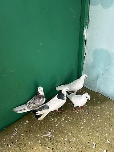 qaz linda: Qiymet 1 ne aitdi — 1