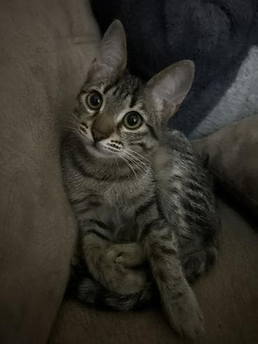 Tabbi, Erkək, Yaxşı əllərə