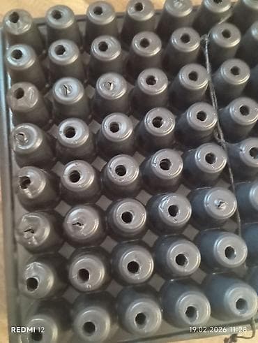 kalina bitkisi: Viol 50 eded badamdardadir 104 dukdu isdiyen desin axsam iceri seher — 2