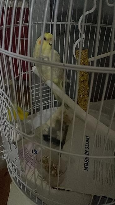 Real aliciya endirim