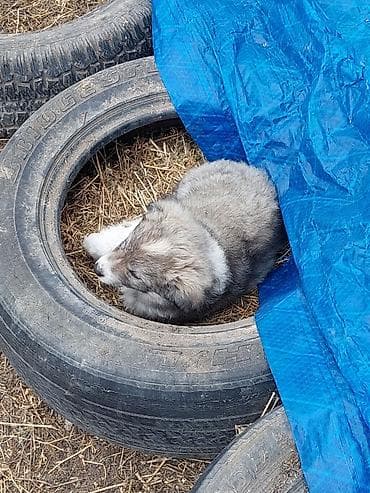 it evlerinin satisi: Zvonok — 4