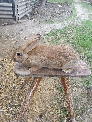 dovşam: Məhsul: Dovşanlar (saf təsərrüfat yetişdirməsi) Təsvir: - Ağ tüklü — 4