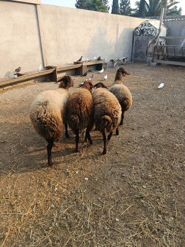 balasina sud vermeyen qoyuna ne deyirler: Qoyunlar – yerli cins, qəhvəyi-qara rəngdə, uzunqulaq, qıvrım yunlu — 5