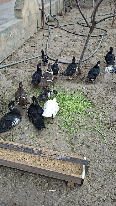 Muscovy ördəkləri (indoutka) – bir qrup gənc quş - Rənglər: qara-ağ