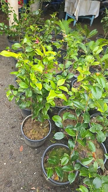 kitayskiy roza: Ağ və tünd rozv. Boyları 80 90 sm Kameliya — 2