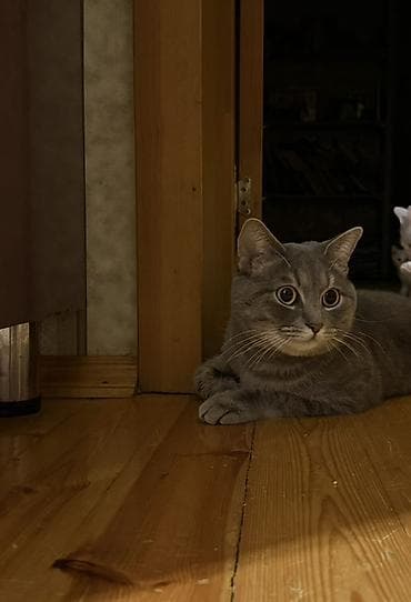 pişiy balası: Britan, Erkək, Dişi, Yaxşı əllərə, Ünvandan götürmə — 4