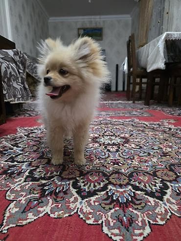 it ucun qurd dermani: Şpitz, 6 ay, Erkek, Peyvəndli — 3