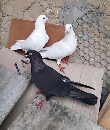 takla goyercin: 3 cu 20 manat 3 de erkeydi 12 12 13 tukduler tutulmadi — 5