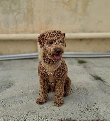 1 il, Erkek, Sənədli lalafo.az -da 1 il, Erkek, Sənədli