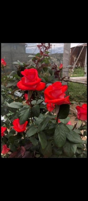 Саженцы деревьев: Məhsul: Gül kolları (gül tingləri) - Növlər və rənglər: - — 4