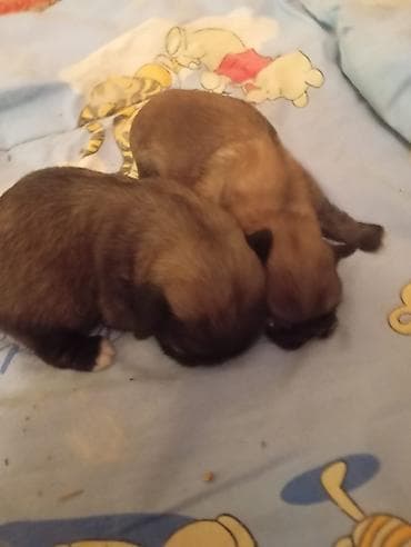 Pekines, 1 ay, Dişi