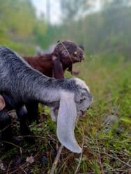 Qatıq: Keci sudu satilir.Qiymeti 3 manat.catdirilma var(odeniwli)!!Baki wheri — 3