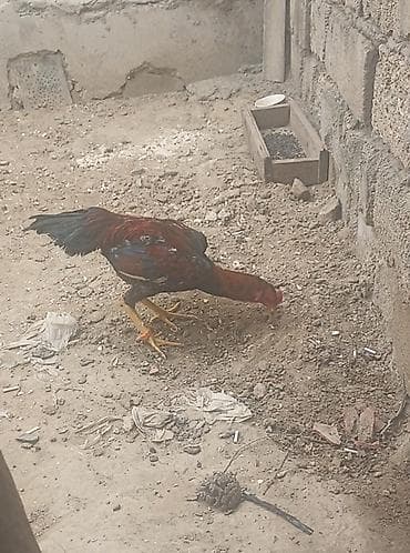 broyler cuce satisi: Taynıngətrib - Rəng: qırmızı-qara qarışıq lələklər, quyruq tünd - — 3