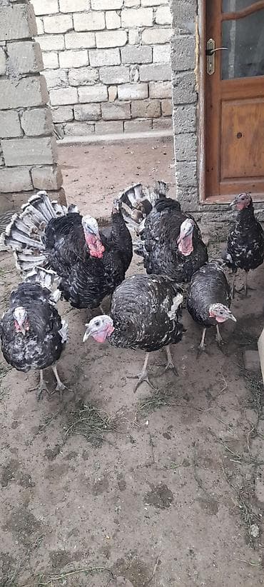 9ayliq Kanada Bronz hinduskalari satilir.4 disi 3 erkek.Diri ceki 1kq lalafo.az -da 9ayliq Kanada Bronz hinduskalari satilir.4 disi 3 erkek.Diri ceki 1kq