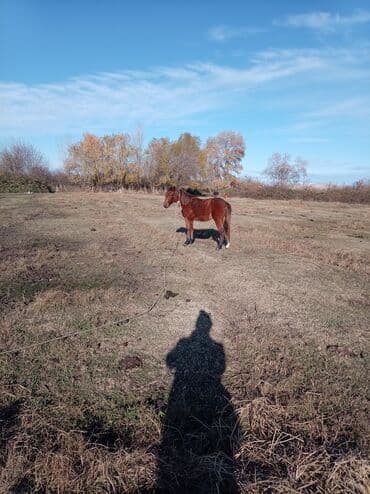 купить кролика в баку: Самец, Qarabag, лет: 2, Самовывоз — 4