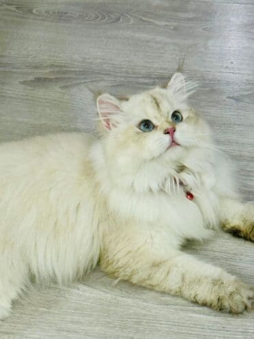 şinşilla pişik: Шиншилла, Самец, Для вязки, Самовывоз — 2