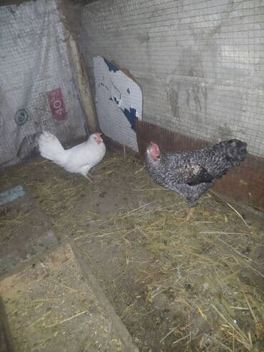 qara pisik sekilleri: Qiymət ikisinə aidir — 3