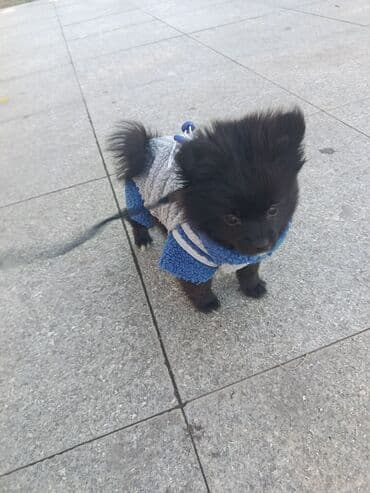 Yemlər: İt üçün qış kombinezonu – mavi/boz rəngdə, yumşaq “şerpa” tipli flis — 2