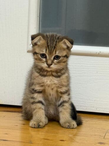 şotlan pişik: Şotland yastı qulaq, Erkək, Dişi, Yaxşı əllərə, Ünvandan götürmə, Pulsuz çatdırılma, Ödənişli çatdırılma — 126