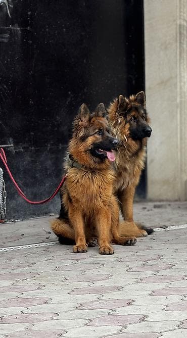 Alman çoban iti, 1 il, Dişi, Peyvəndli, Ünvandan götürmə