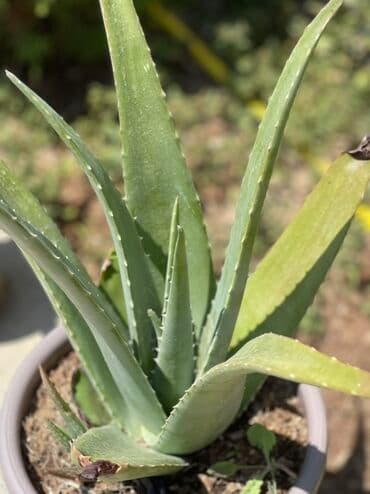 Böyük və sağlam yaşıl aloe vera bitkisi, boz rəngli qabda. Bitkinin