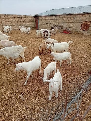 balaca qaz: Təsərrüfatdan müxtəlif yaşda və rəngdə keçilər satılır — 3