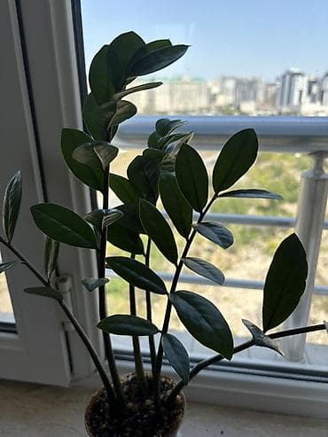 yaz gülləri: Zamioculcas zamiifolia (ZZ plant) – dekorativ otaq bitkisi - Parlaq — 8
