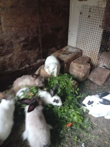 dana qiyməti xacmaz: SALAM 14 DƏNƏDİ OPTOM ALANA ENDİRİM Erkeklerni kesen 3kq Biri 14 den — 2