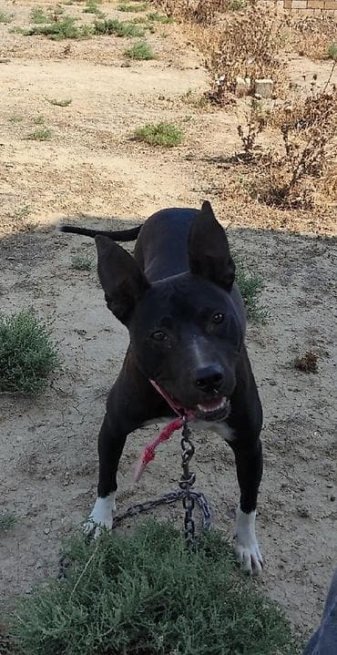 itlerin satisi ucuz: Pitbul, 2 il, Dişi, Ödənişli çatdırılma — 3