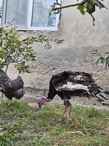 danisan qus: Erkək, Kanada, Damazlıq, Ödənişli çatdırılma — 8