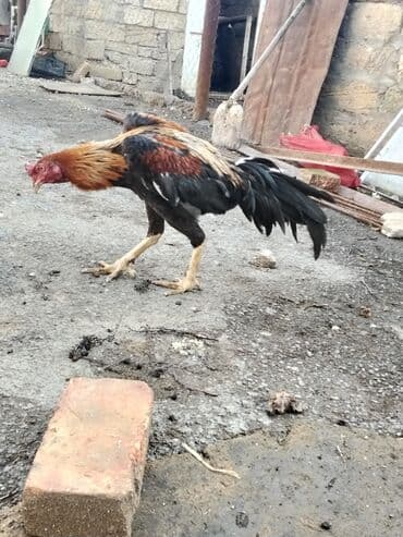 xoruz sekli: Salam Aleykum 1 yaş 3 ayliqdi doyusu olub kim istese videosunu ataram — 2