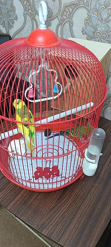 turac quşu: Tutu quwu Satilir. 2 denedi. Qefes ve yuvasi ile bir yerde satilir — 3