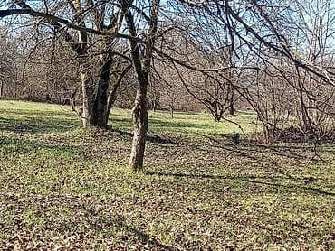 torpag: 183 sot, Kənd təsərrüfatı, Mülkiyyətçi, Kupça (Çıxarış) — 1