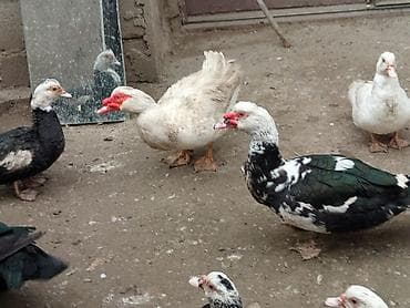 Muscovy ördəkləri (hind ördəyi) – müxtəlif rənglərdə sürü - Növ