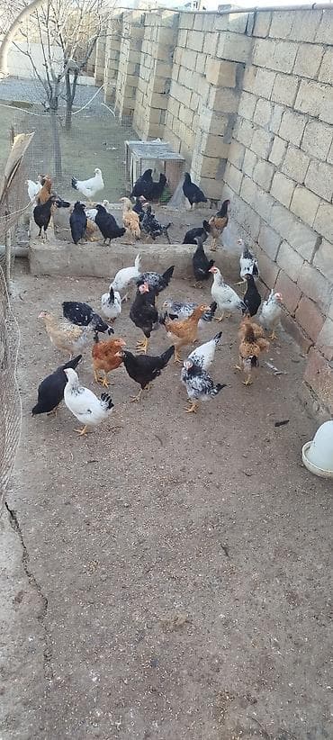 Temiz heyet beceleri oz heyetimin mehsuludur. Tek tek satilmir. 4