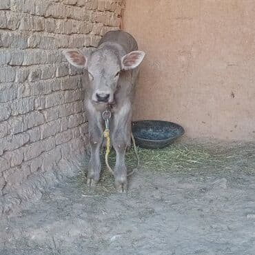 Digər kənd təsərrüfatı heyvanları: Boz rəngli dana – ətlik/südlük istiqamət üçün perspektivli — 5