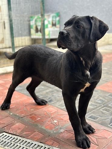 кане корсо купить: 2 Ədəd Erkək və Dişi. Cane Corso Təmiz Qan – həm həyət, həm də ailə — 7