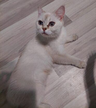 pişik blender: Şotland, Dişi, Yaxşı əllərə, Ünvandan götürmə — 3