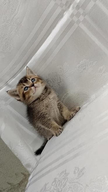 pişik pers: Şotland — 8