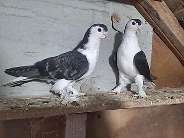 goyerçin yuvasi: Bir yumrtadan çıxan cüt Delfin güyərçinəri Satlır — 3