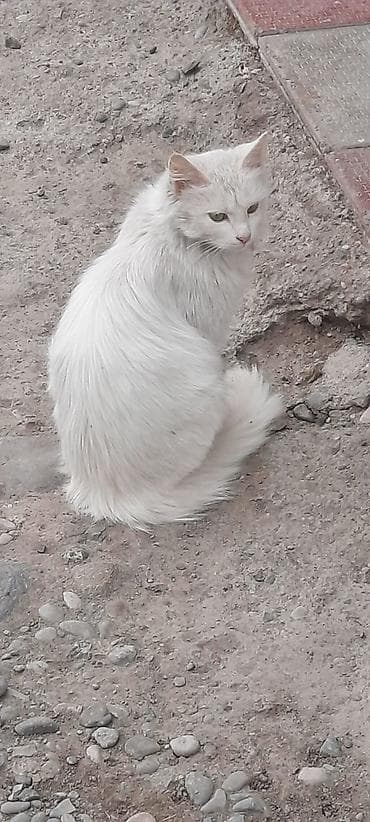 Heyvanlar üçün mallar: Ağ tüklü ev pişiyi - Rəng: qar kimi ağ - Tük quruluşu: uzun və — 3