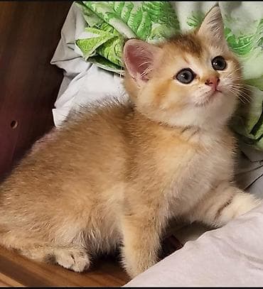 Птицы: Британская — 1