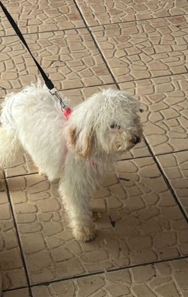 Balıq qulağı: Pudel, 4 ay, Dişi, Ünvandan götürmə — 1