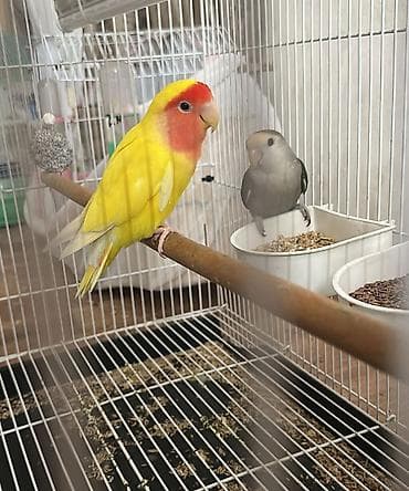 qəfes: Hazir cut neraznuclikler 1 ayliq balasi 3 ededi 120 manat — 1