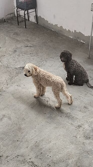 toy pudel satışı: Pudel — 3