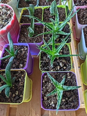 günəbaxan yağı qiyməti: Sukkulentlər. Sağlam və dözümlü bitkilərdi. Uzun müddət susuz qala — 5