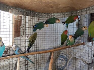 попугай ара цена: Fişer nerazlucnik ayrılmazlar maskvıy papuqayları bala verən cütlər — 4